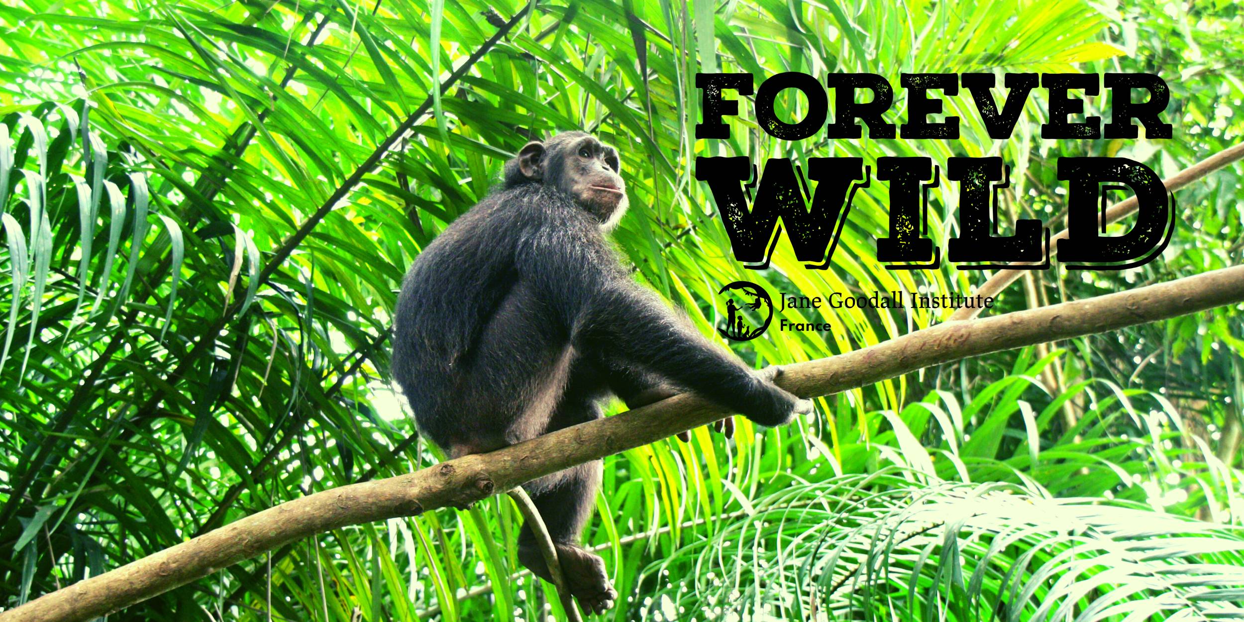 Participez à la lutte contre le trafic illégal des espèces sauvages avec le Jane Goodall Institute France