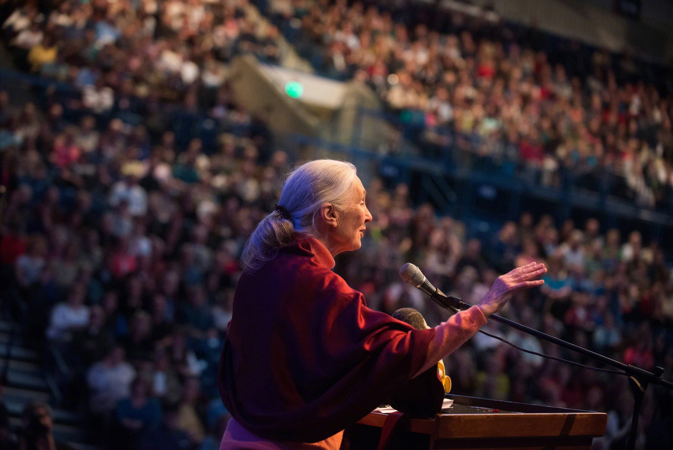 Concours d’éloquence pour une paix durable: Transmettre la voix de Jane Goodall pour les décennies à venir