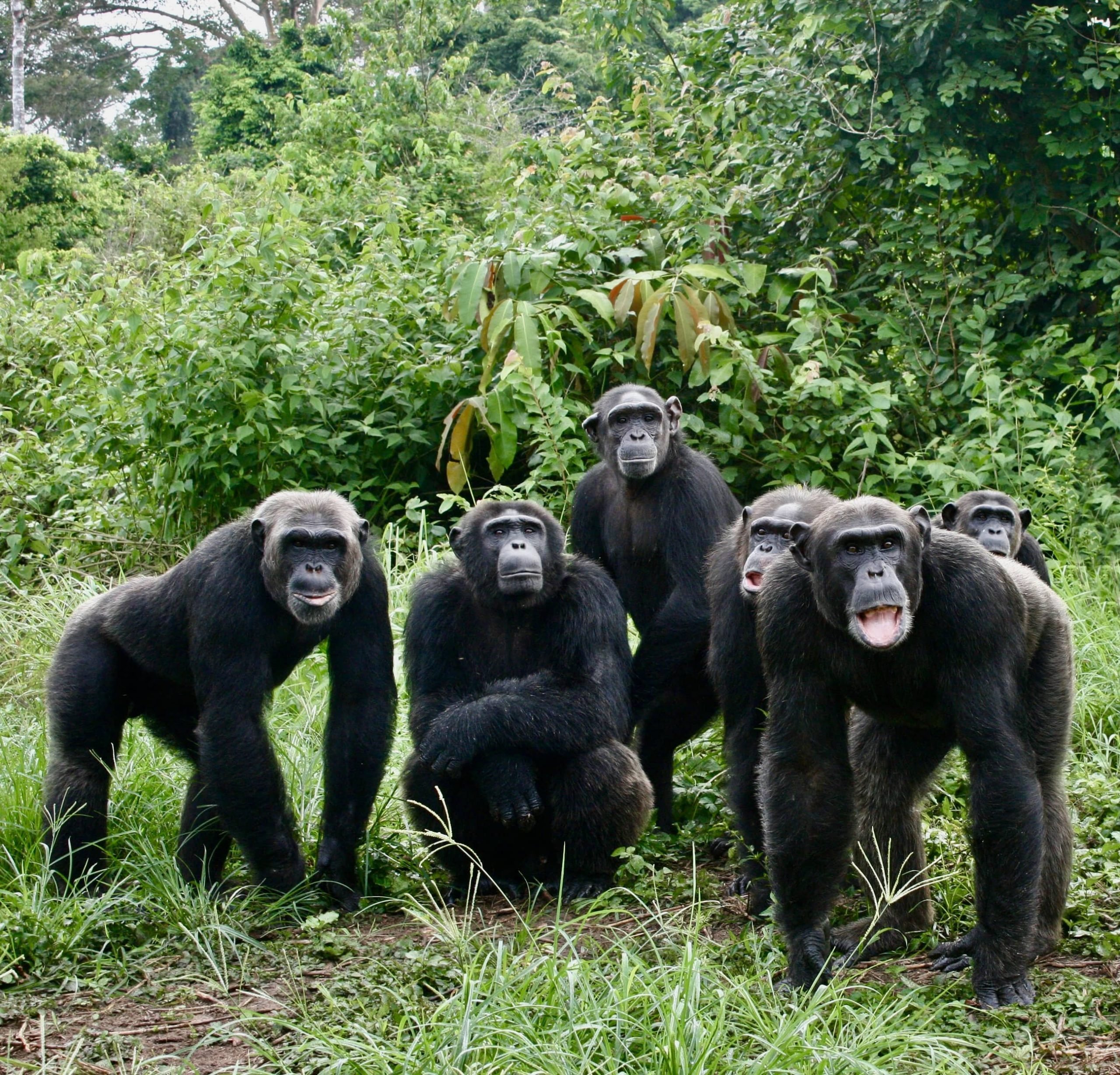 Portraits De Chimpanz s Jane Goodall Institute France