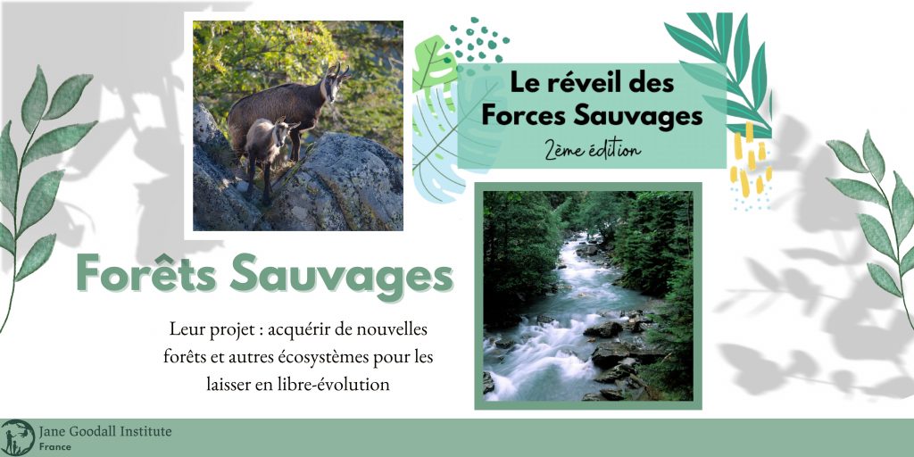 Forêts Sauvages - Seconde édition Le Réviel es Forces Sauvages WEB