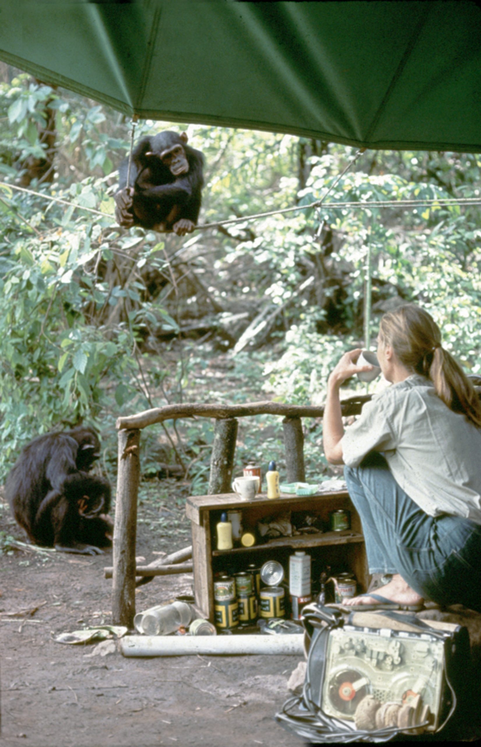 Biographie de Jane – Jane Goodall Institute France