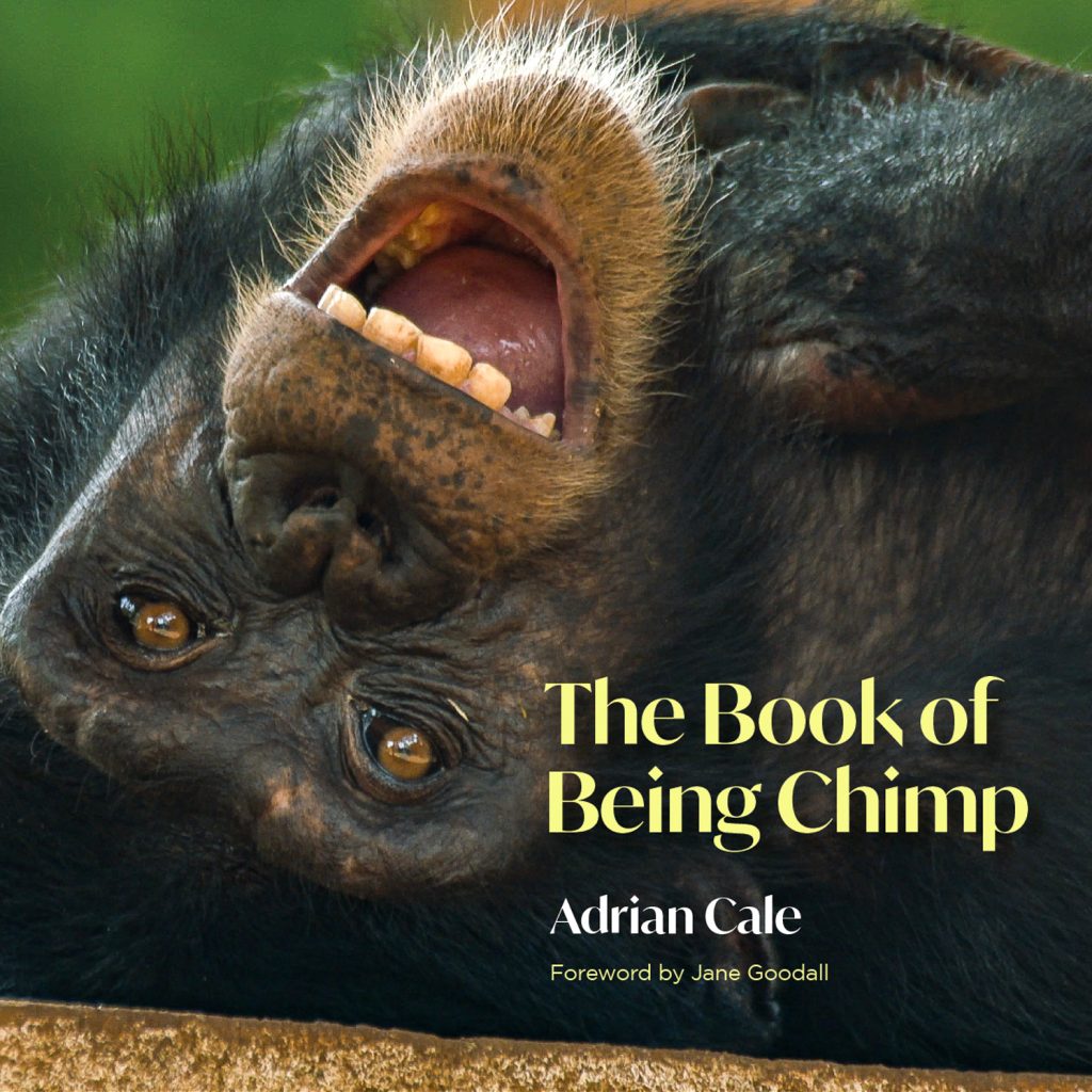 Interview de Adrian Cale – The book of being chimp