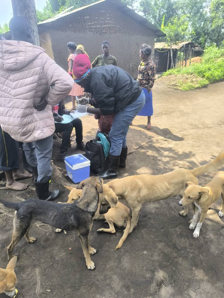Ouganda : Éradiquer la rage d’ici 2030, une campagne de vaccination importante