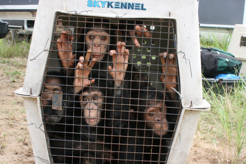 Campagne 2026 contre le trafic des espèces sauvages