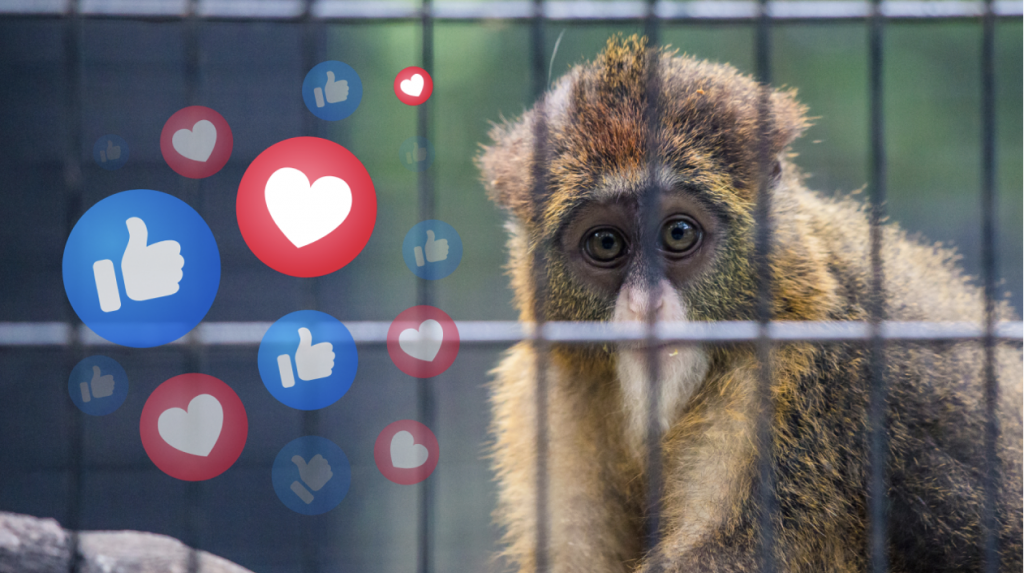 Les gardiens d&rsquo;Internet : protéger la faune sauvage sur Facebook