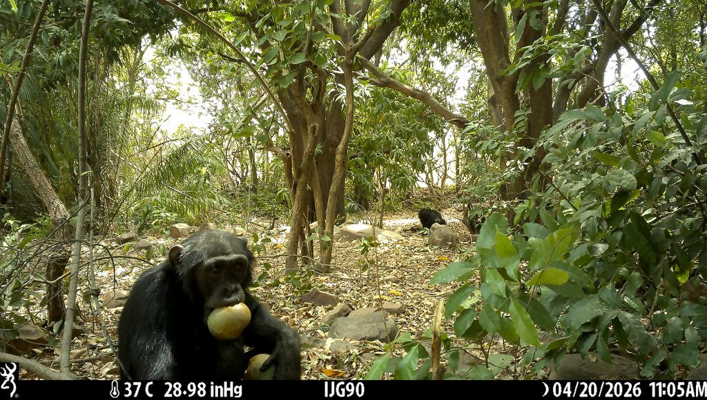 La saison des mangues pose de nouveaux défis pour la coexistence entre les humains et les chimpanzés à Dindefelo, au Sénégal