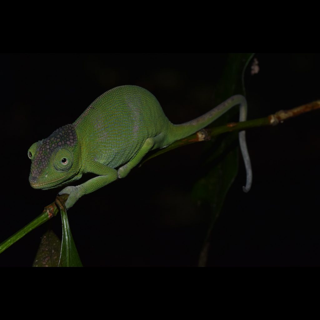 Une nouvelle espèce de caméléon nommée « Jane Goodall »