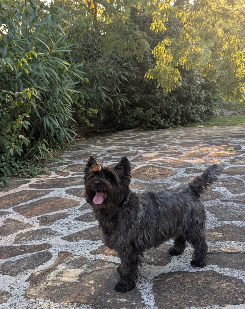 « Merci mon chien », un livre de Luce Germa